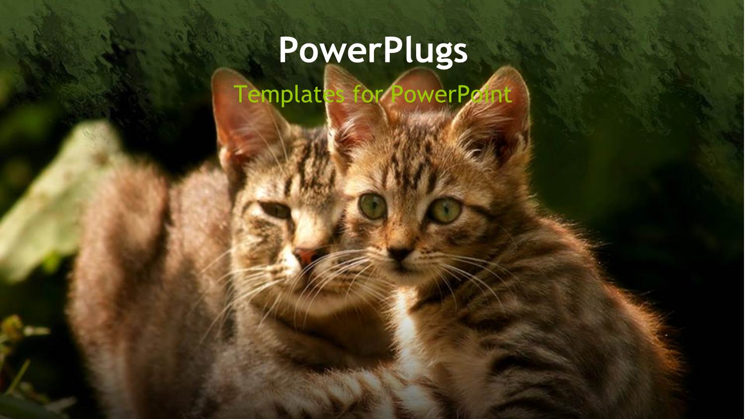 Two Beautiful Cats with Long Whiskers on Green Patterned Background