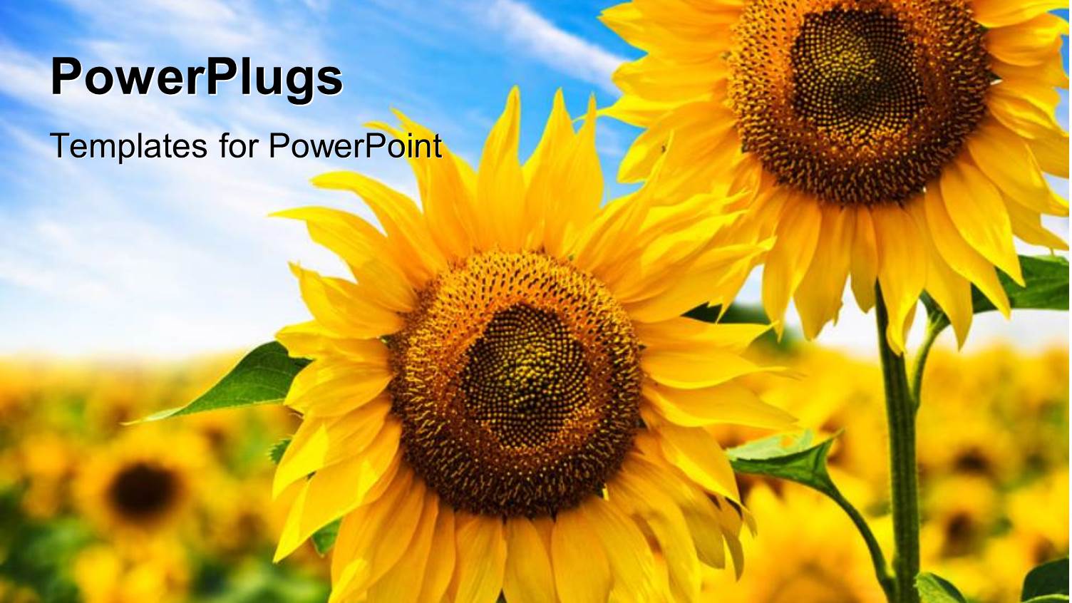 Two Beautiful Sunflowers with Others on a Blurry Background