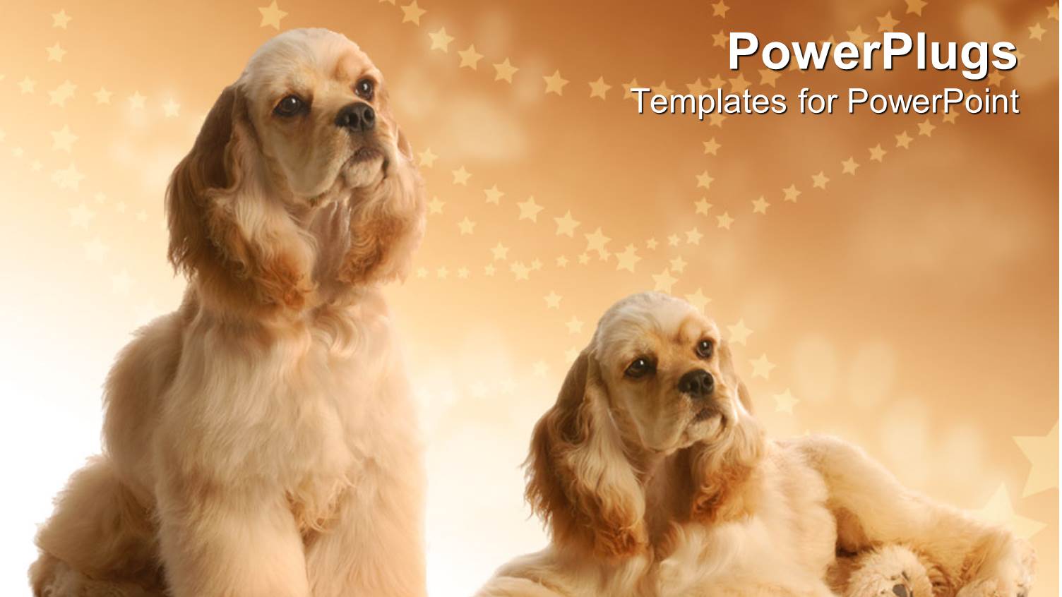 Two big Fluffy Dogs on a Cozy Brown Background