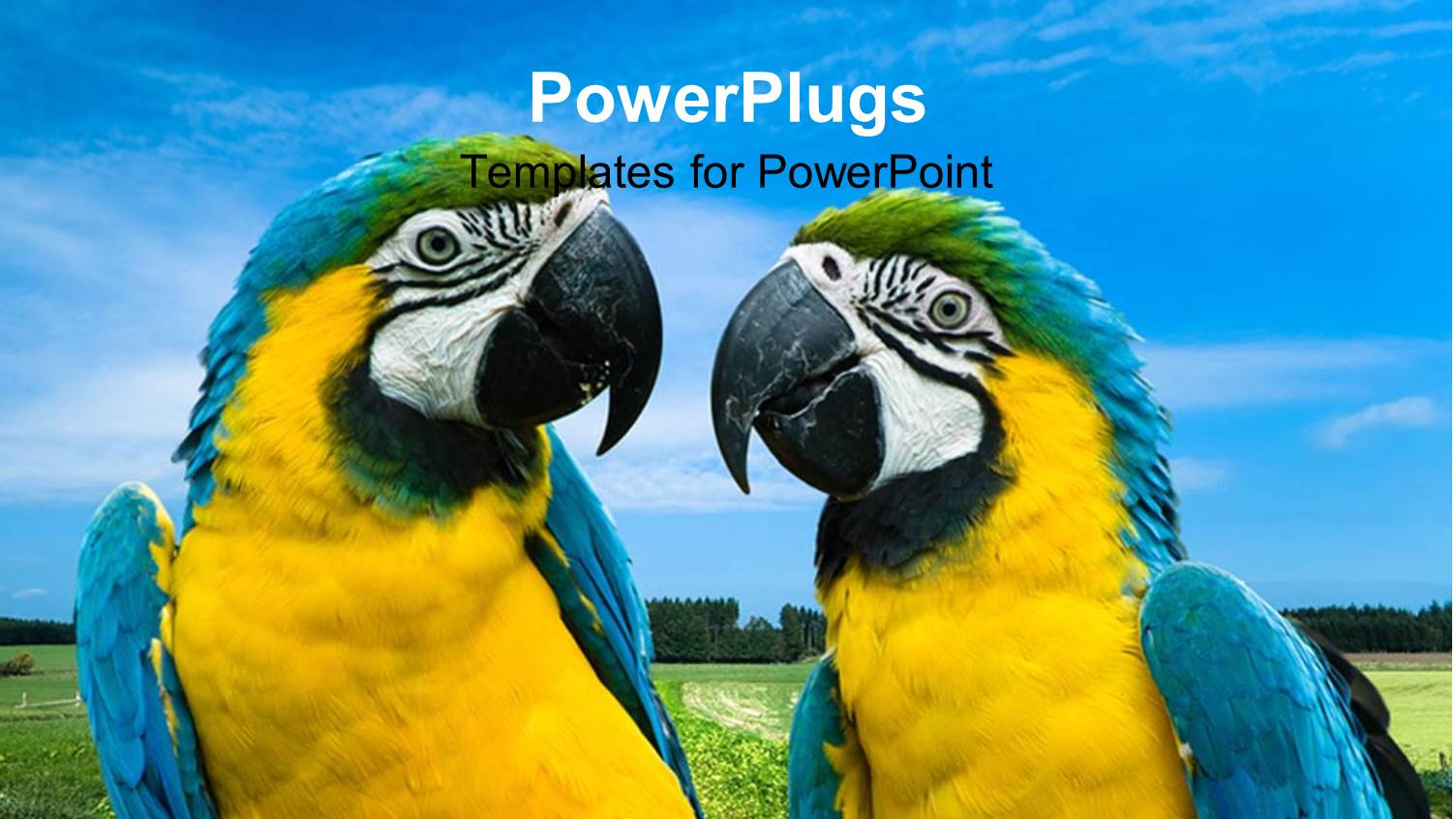 Two Blue, Yellow Green Macaw Parrots Looking at Each other, Grass  and Sky Landscape Background