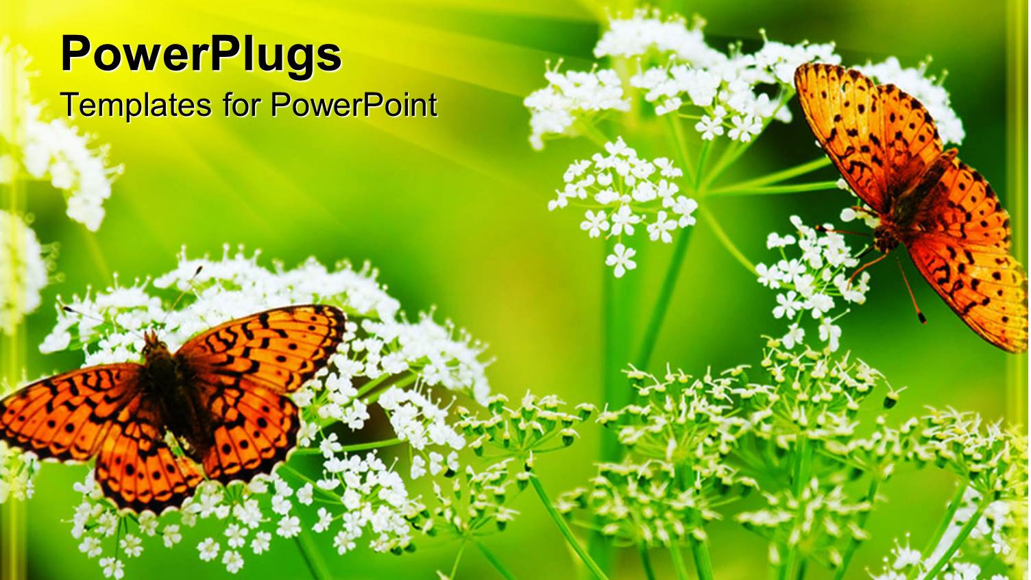 Two Butterflies on Two Flowers with Greenish Background