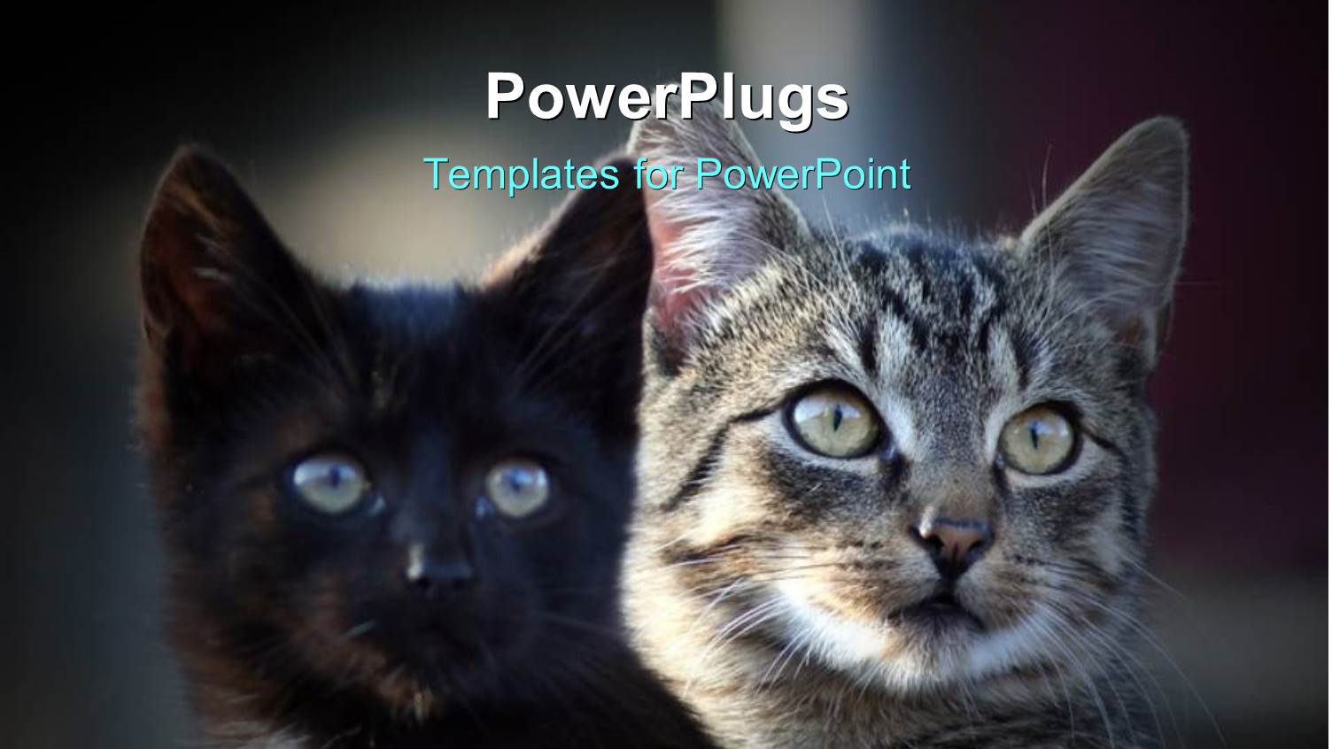 Two Cats with Blurred Background and Place for Text