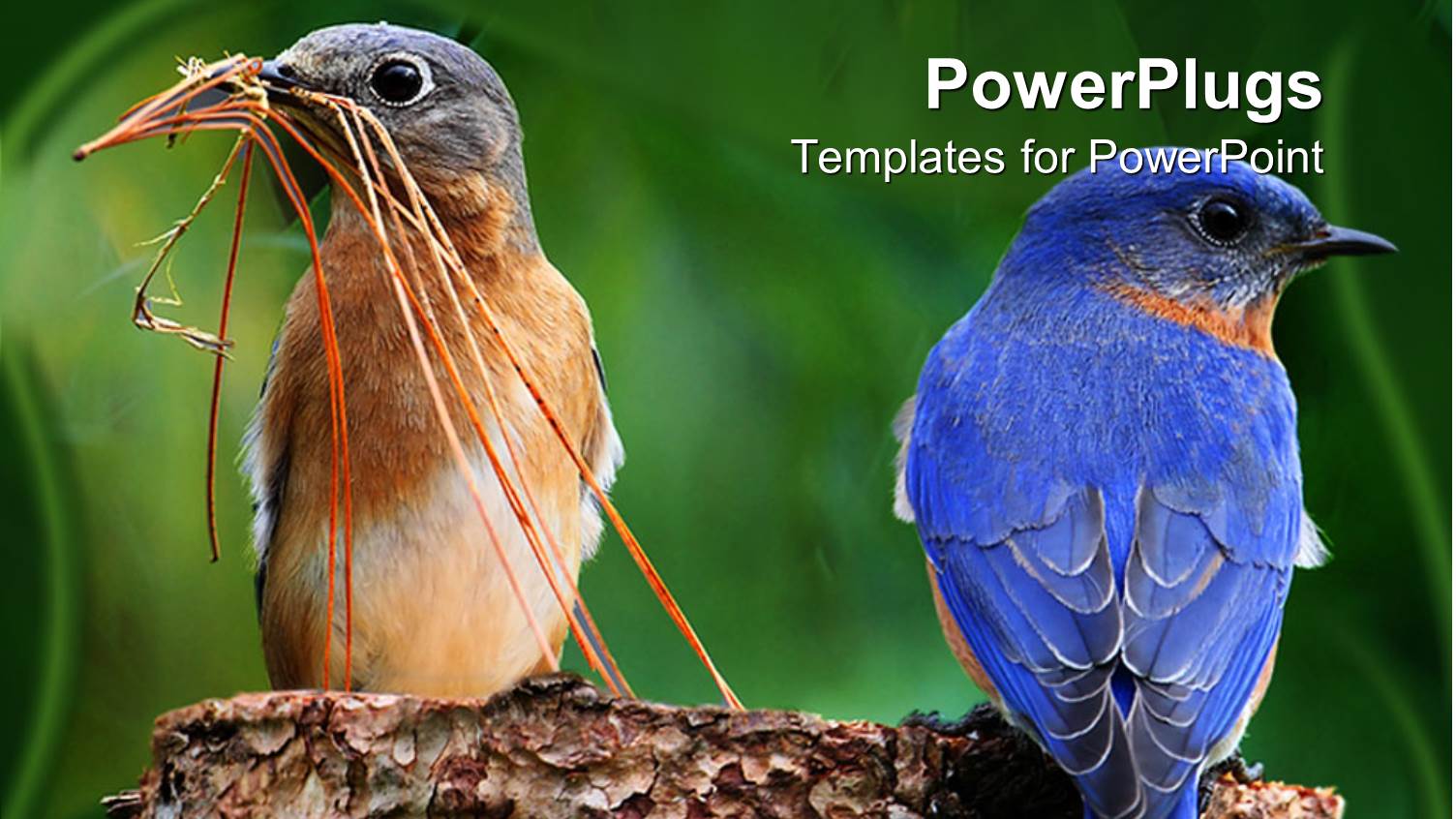 Two Colorful Birds on a Piece of Wood Gathering Nesting Twigs