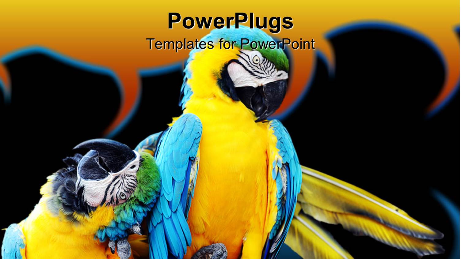 Two Colorful Macaw Parrots on a Black and Yellow Background