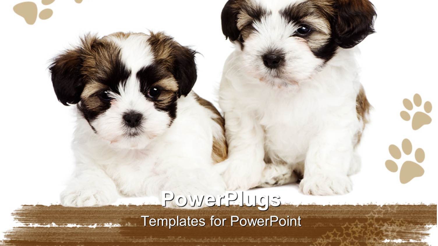 Two Cute Puppies Showing Friendship Between them