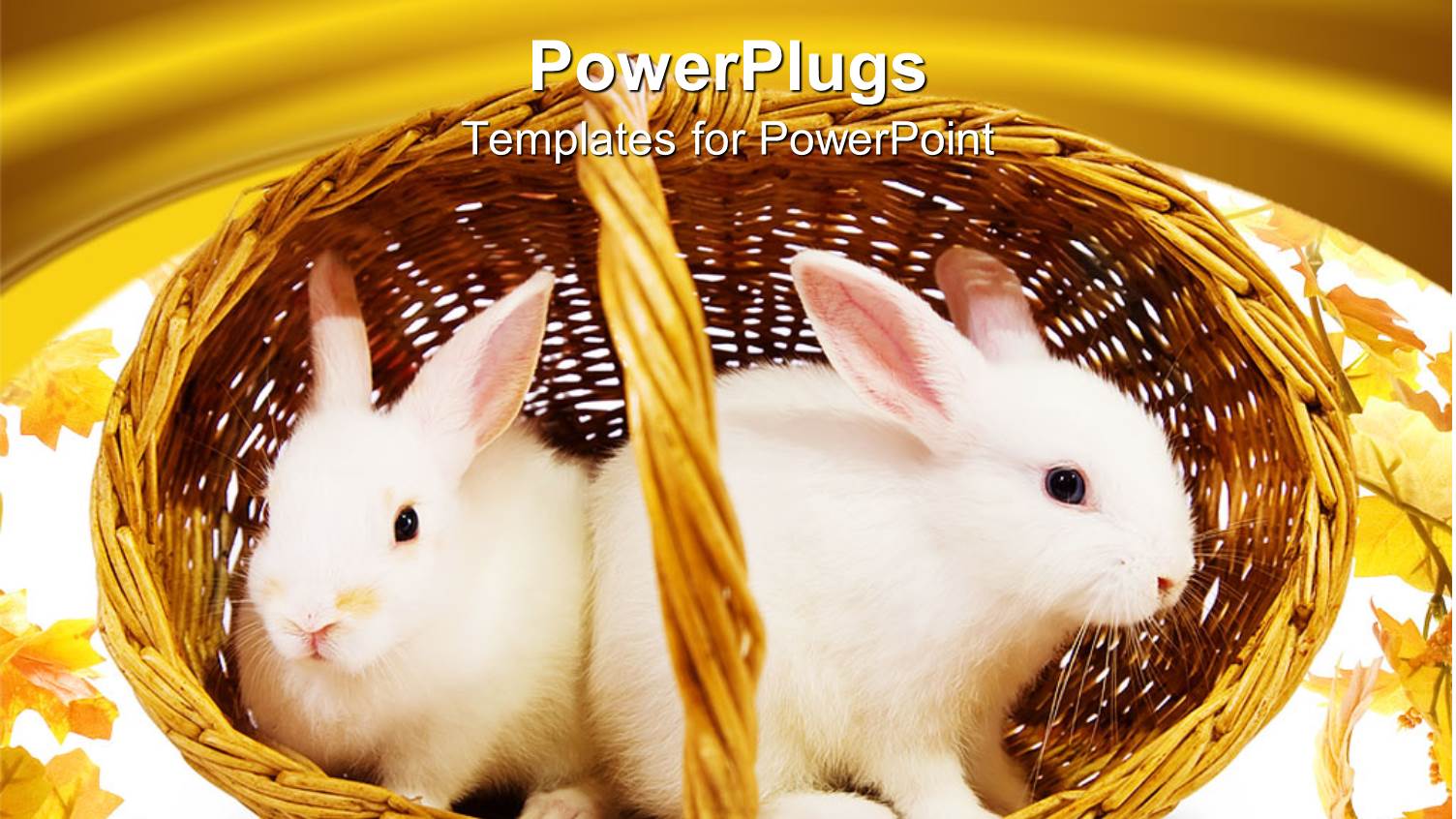 Two Cute White Rabbits in Cane Basket and Yellow Background