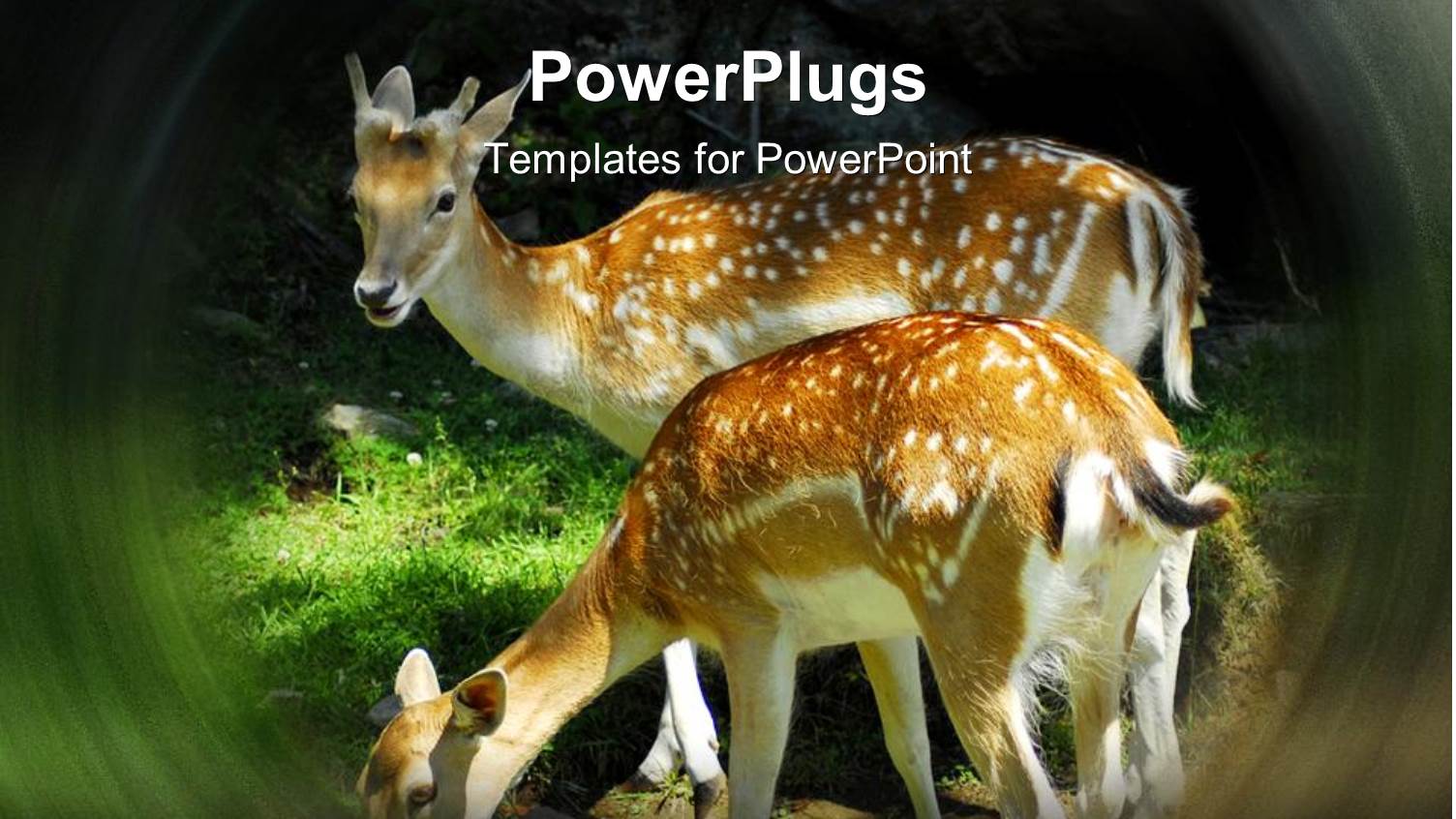 Two Deer in Forest Nature Wild Animals Spring Bambi Wildlife Environmental Sustainability