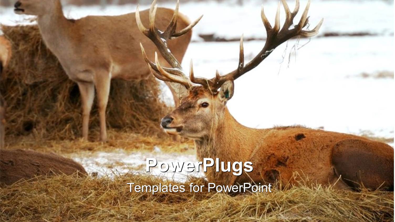 Two Deer Lying on a Floor Filled with Hay