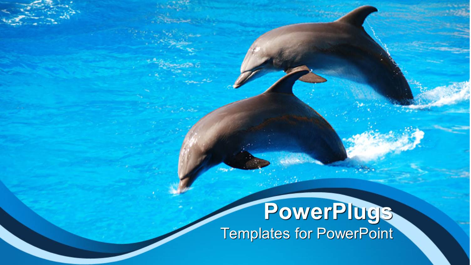 Two Dolphins Jumping Out of Water at Aquarium, Dolphin Show