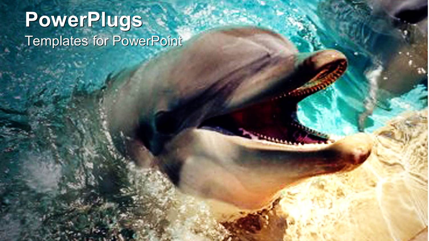 Two Dolphins in Water, and One with its Mouth Open