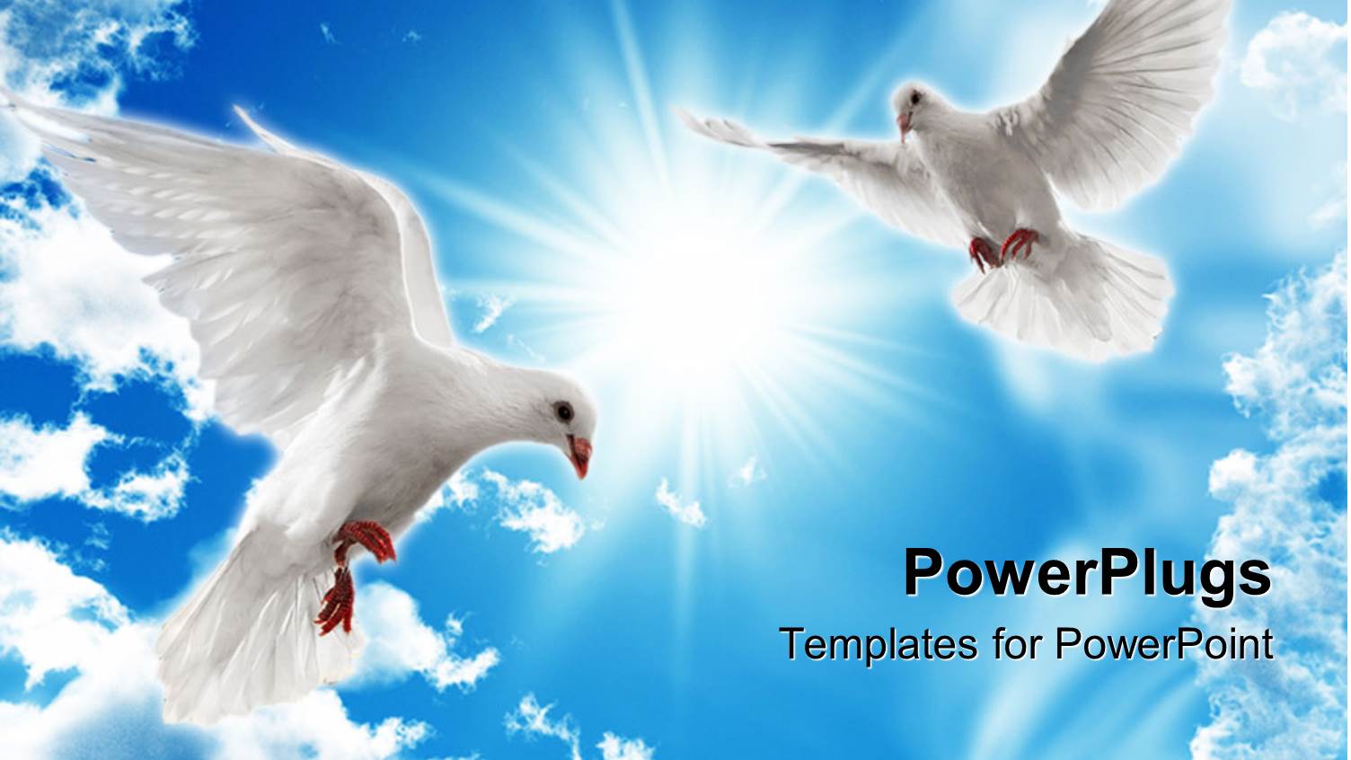 Two Dove Looking Down from a Bright Shiny Blue Sky