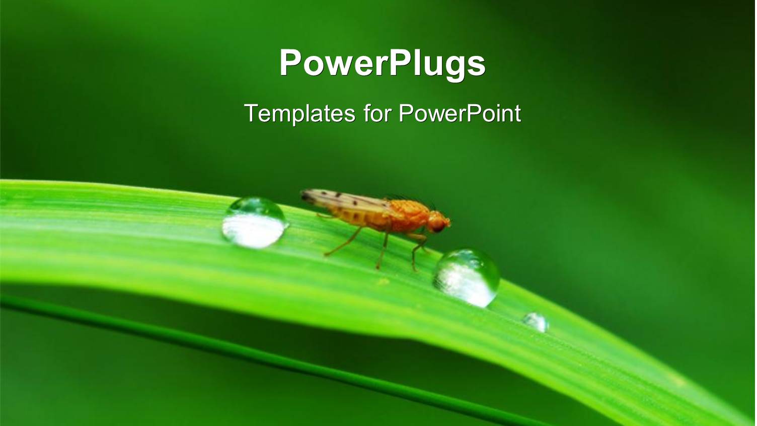 Two Drops of Water and a Moth on a Long Leaf