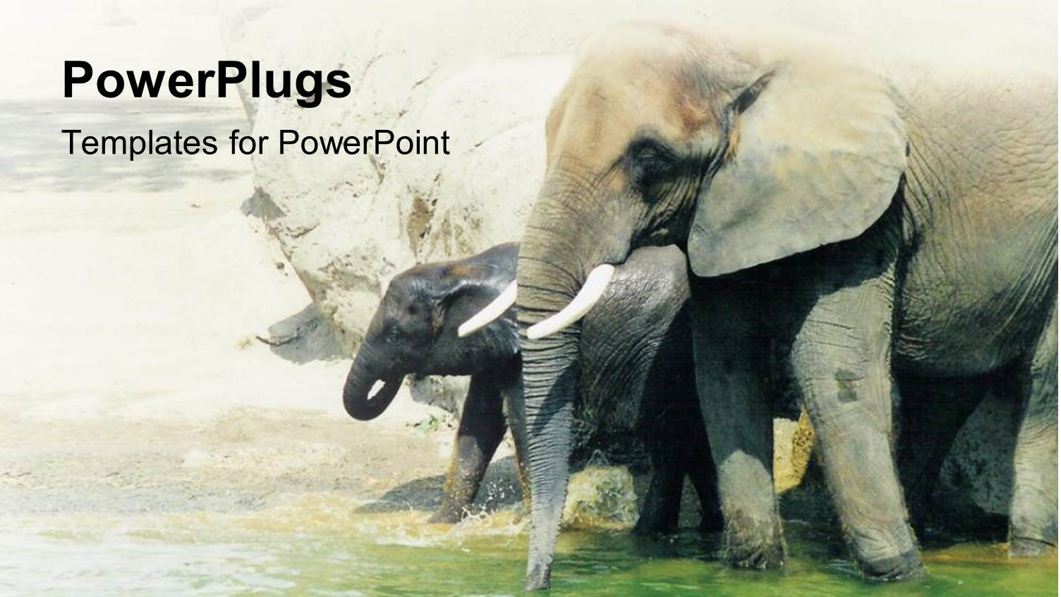 Two Elephants Walking in the Water by the Shore