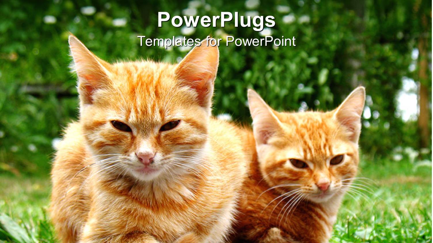 Two Fluffy Brown and White Cats Lying on Grass