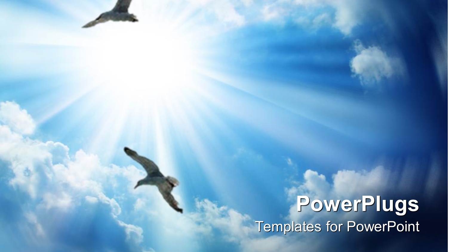 Two Flying Birds on the Bright Sunny Sky Background