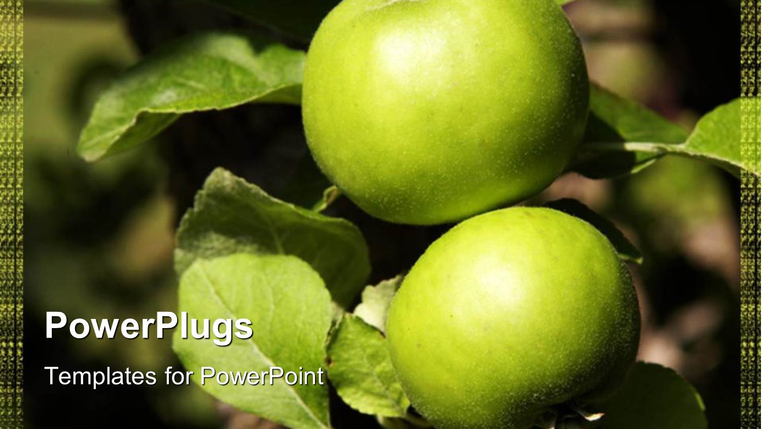 Two Fresh big Green Apples and their Leaves