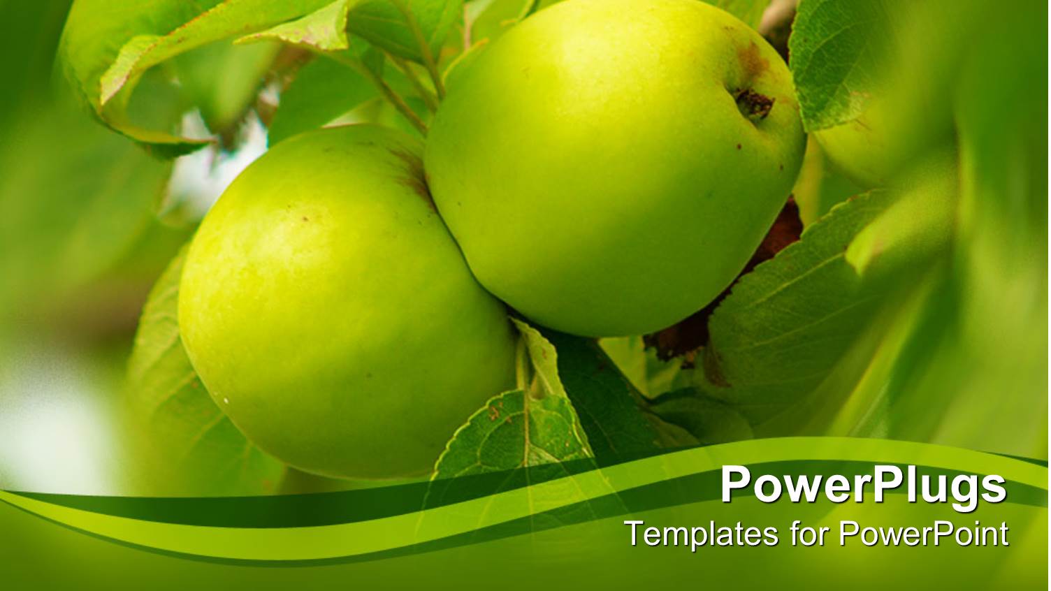 Two Green Apples on a Tree with Greenish Background