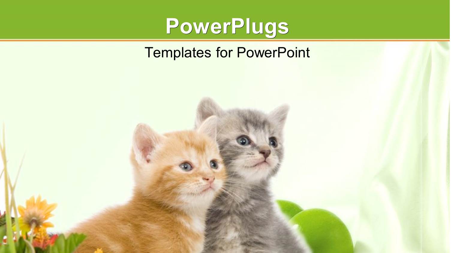 Two Grey and Brown Kitten Beside Colorful Flower Over White Background