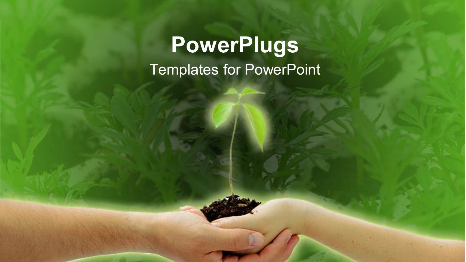 Two Hands of Man and Woman Holding Together a Young Plant on Green Garden Background