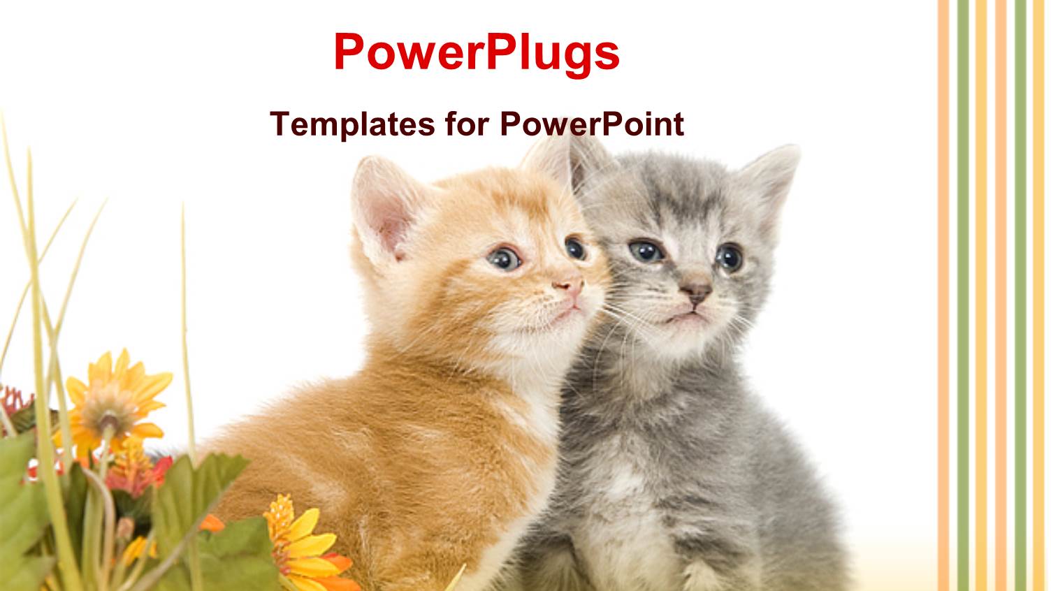 Two Kittens Sitting Together Next to Bunch of Yellow Flowers