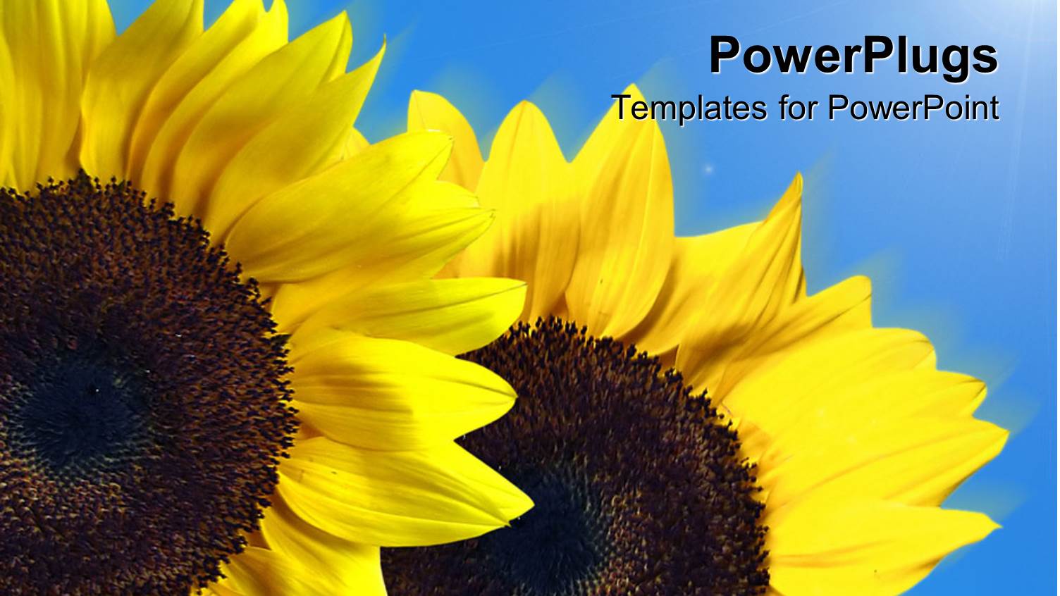 Two large Yellow Sun Flowers on a Blue Background