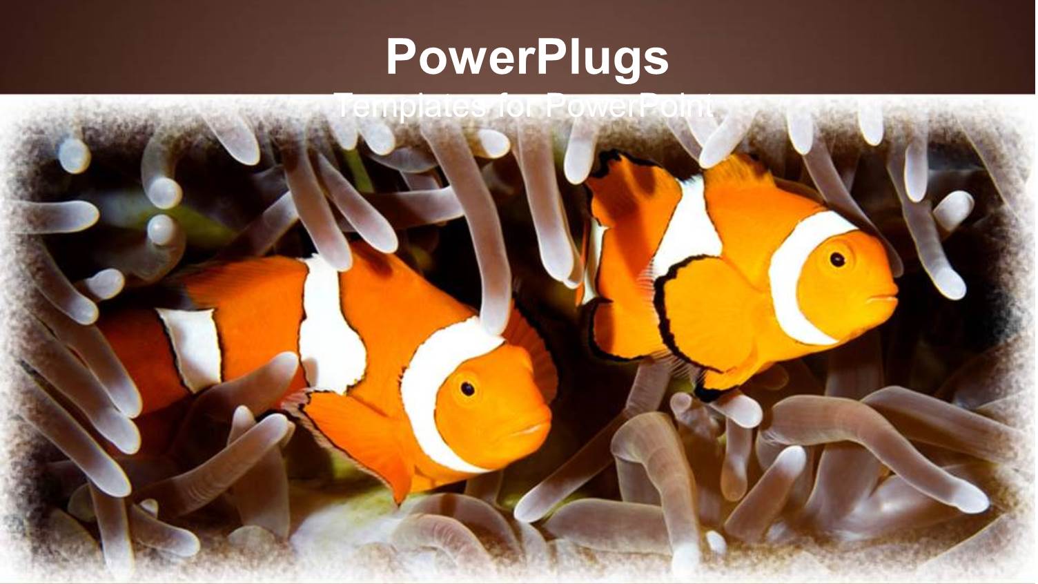 Two Orange Clown Fishes Swimming in Between Tentacles on a Brown Background