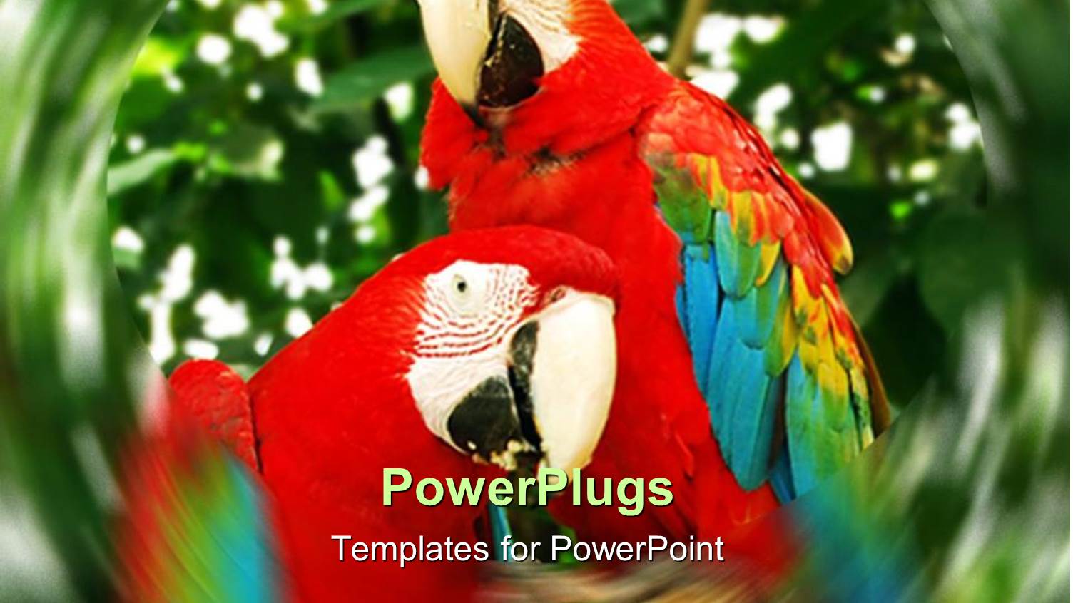 Two Parrots with Leaves in the Background