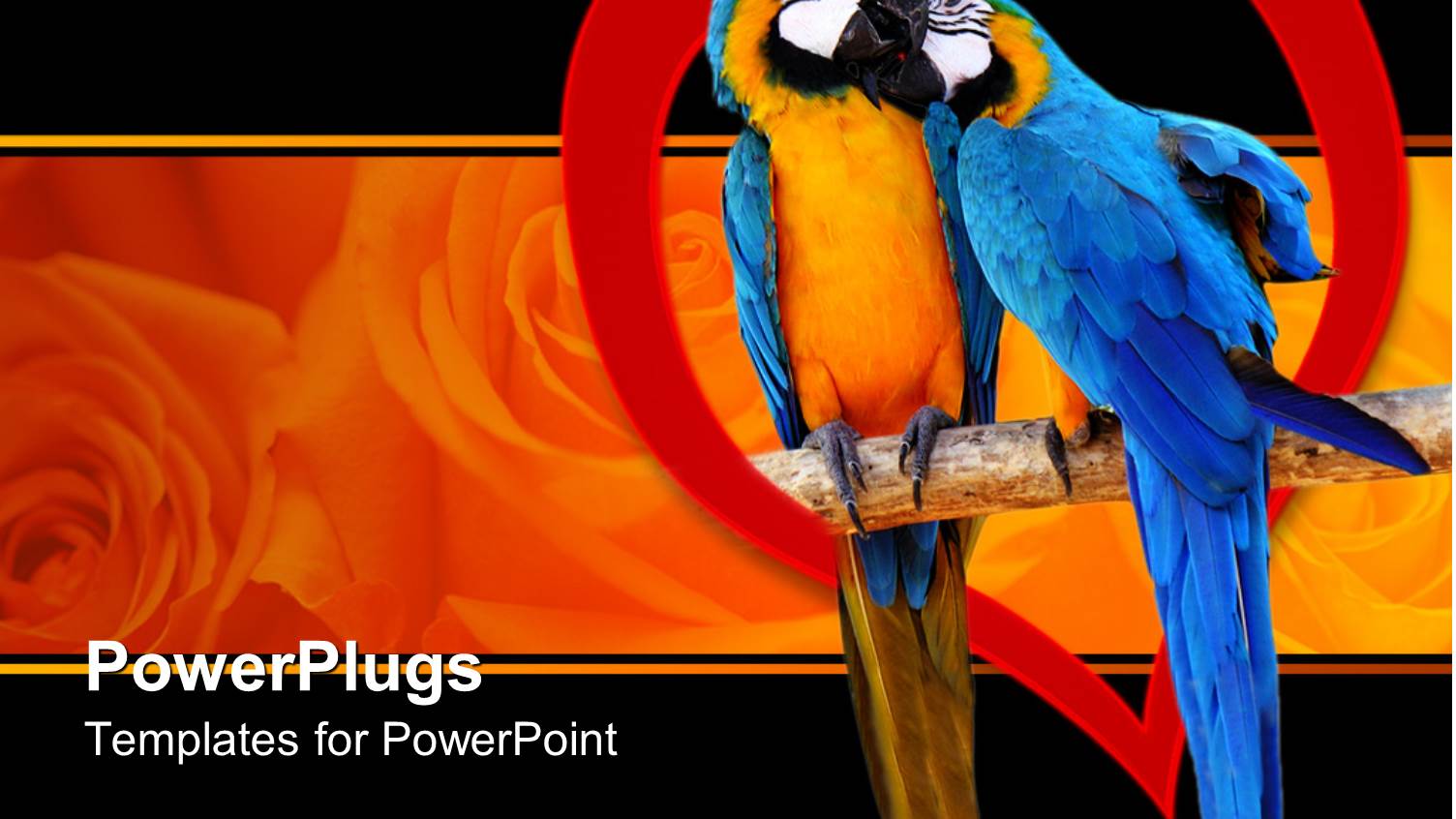 Two Parrots Perched with Red Heart, Rose Background, Love, Romance