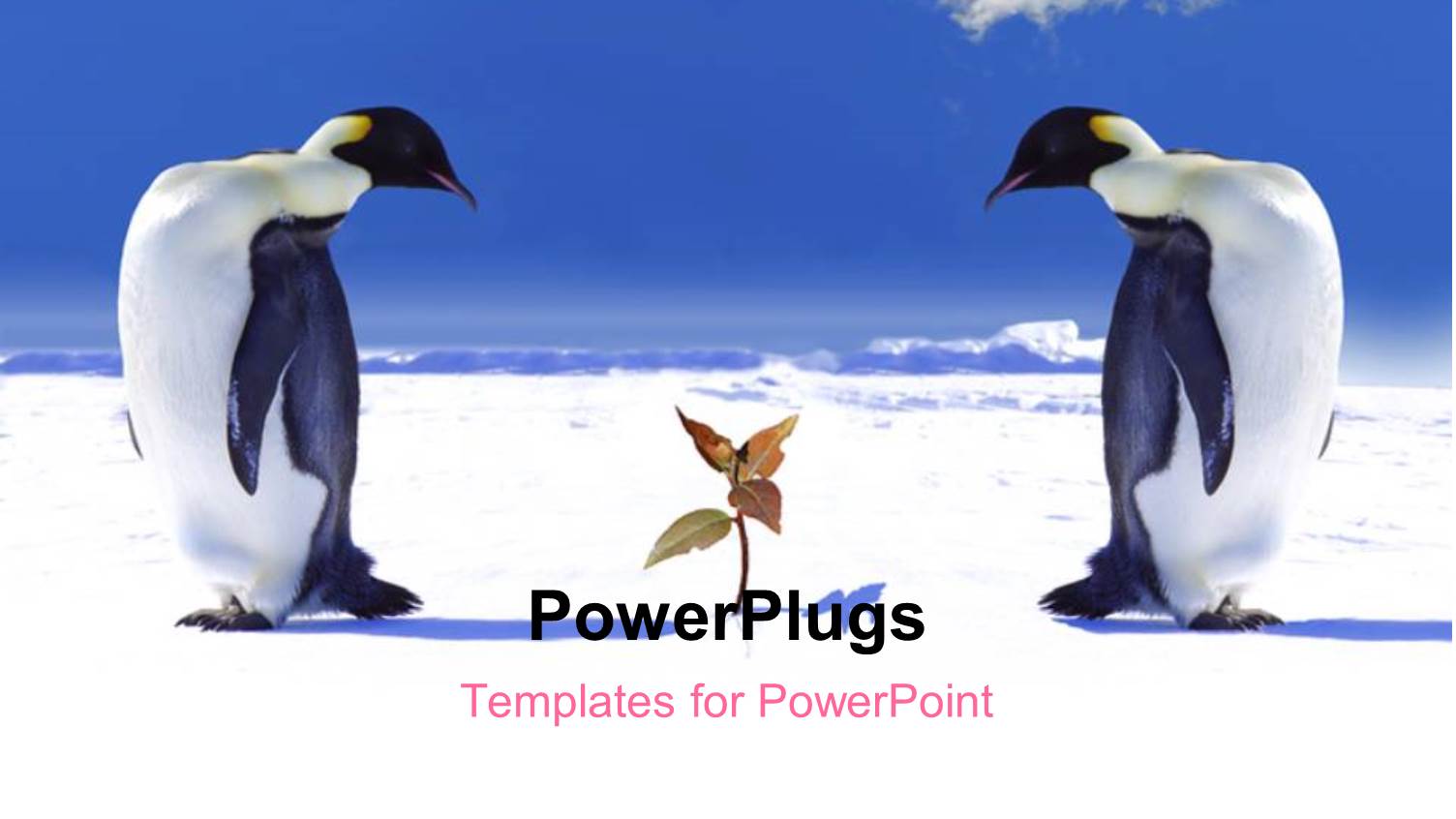 Two Penguins Looking at a Growing Plant in Snow