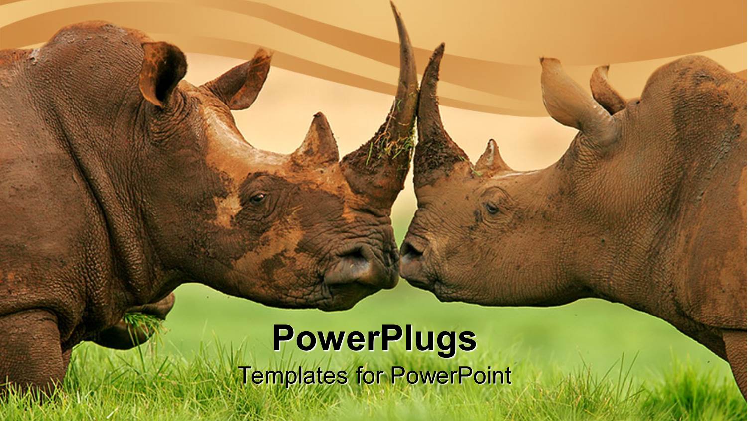 Two Rhinoceroses Face to Face, Green Grass, Brown Background