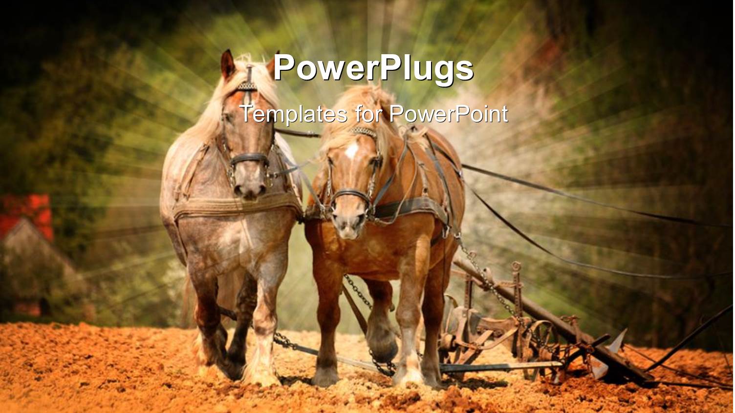 Two Shinning Horses Riding Together on a Sandy Floor