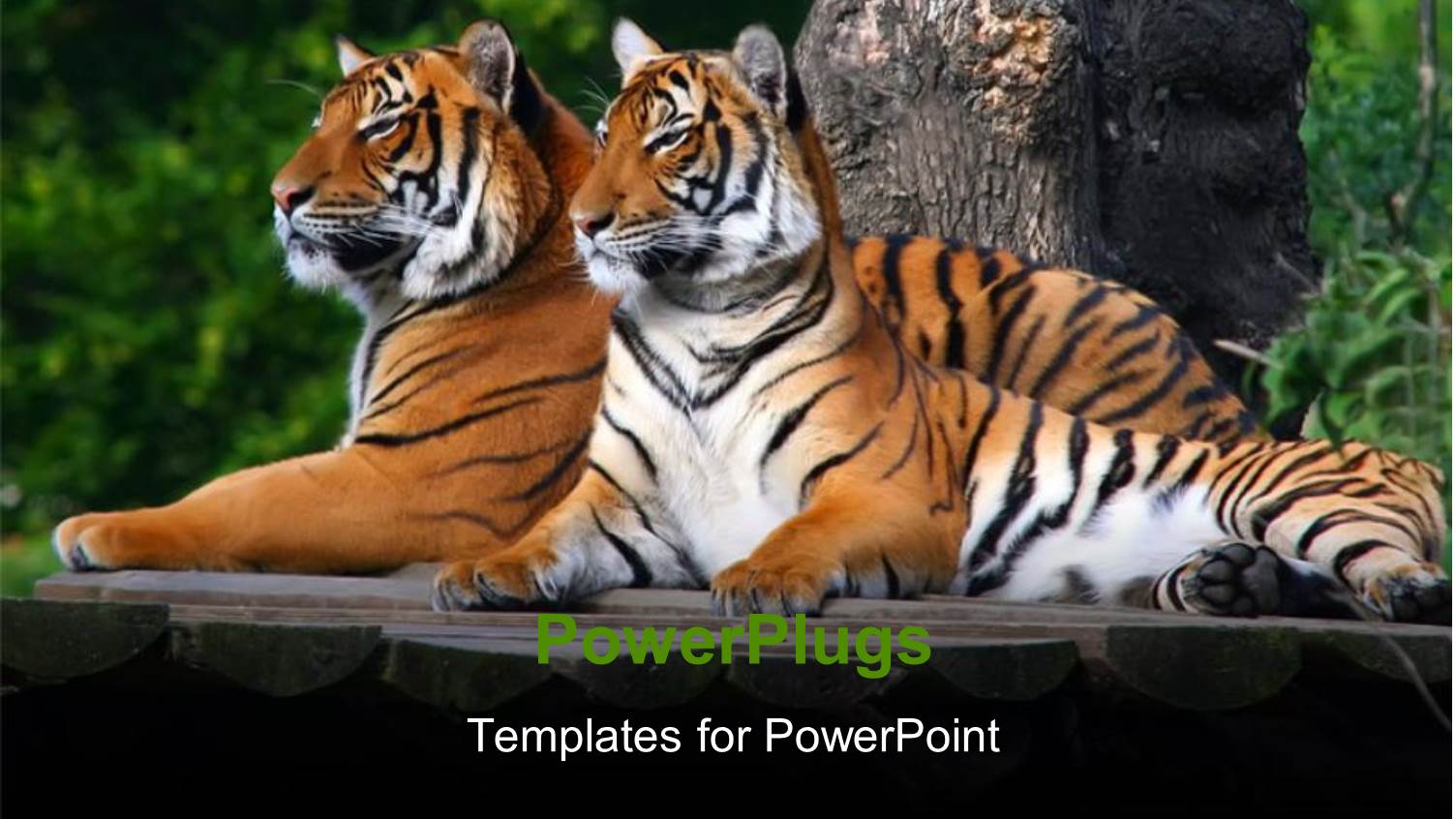 Two Tigers Sitting on Wooden Surface with Thick Forest in Background 