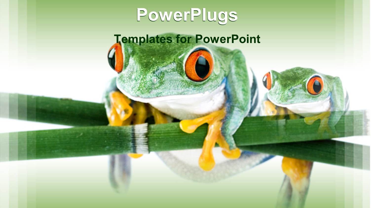 Two Tree Frogs with Orange Bulging Eyes on Branch of Plant