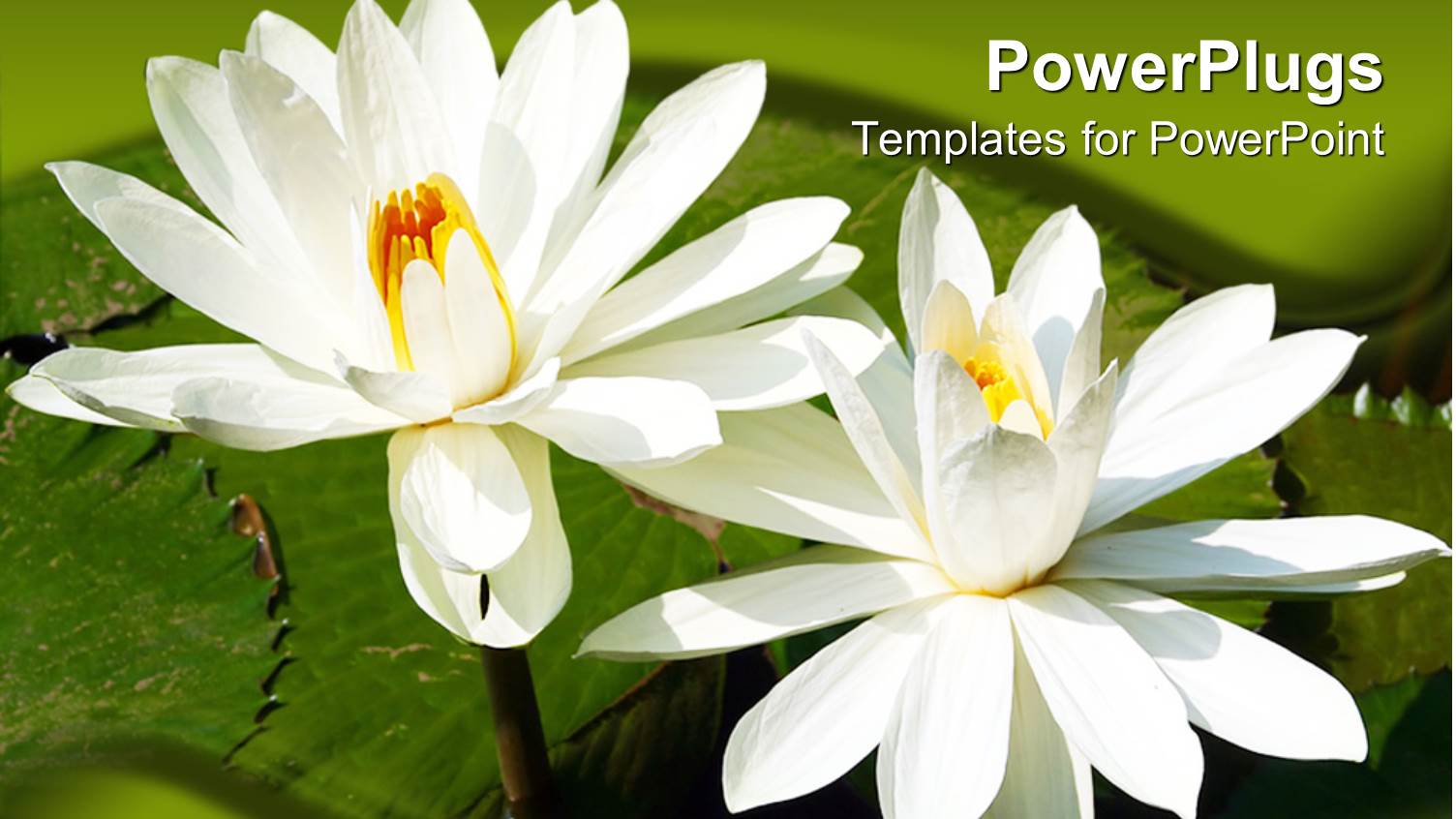 Two Tulip Flowers Present on the Leave