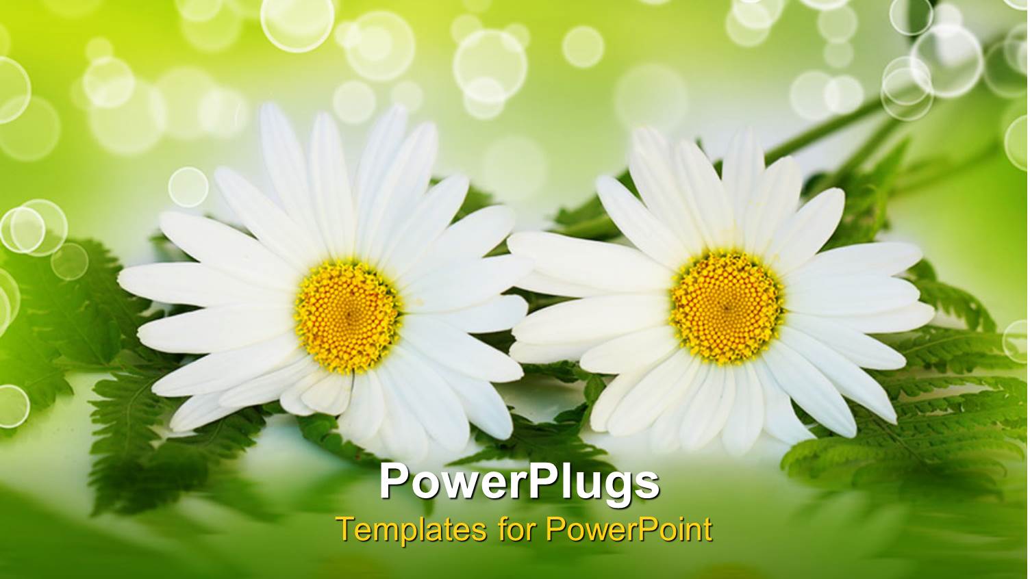 Two White Daisy Flowers with Ferns, Green and White Bokeh Effect Background