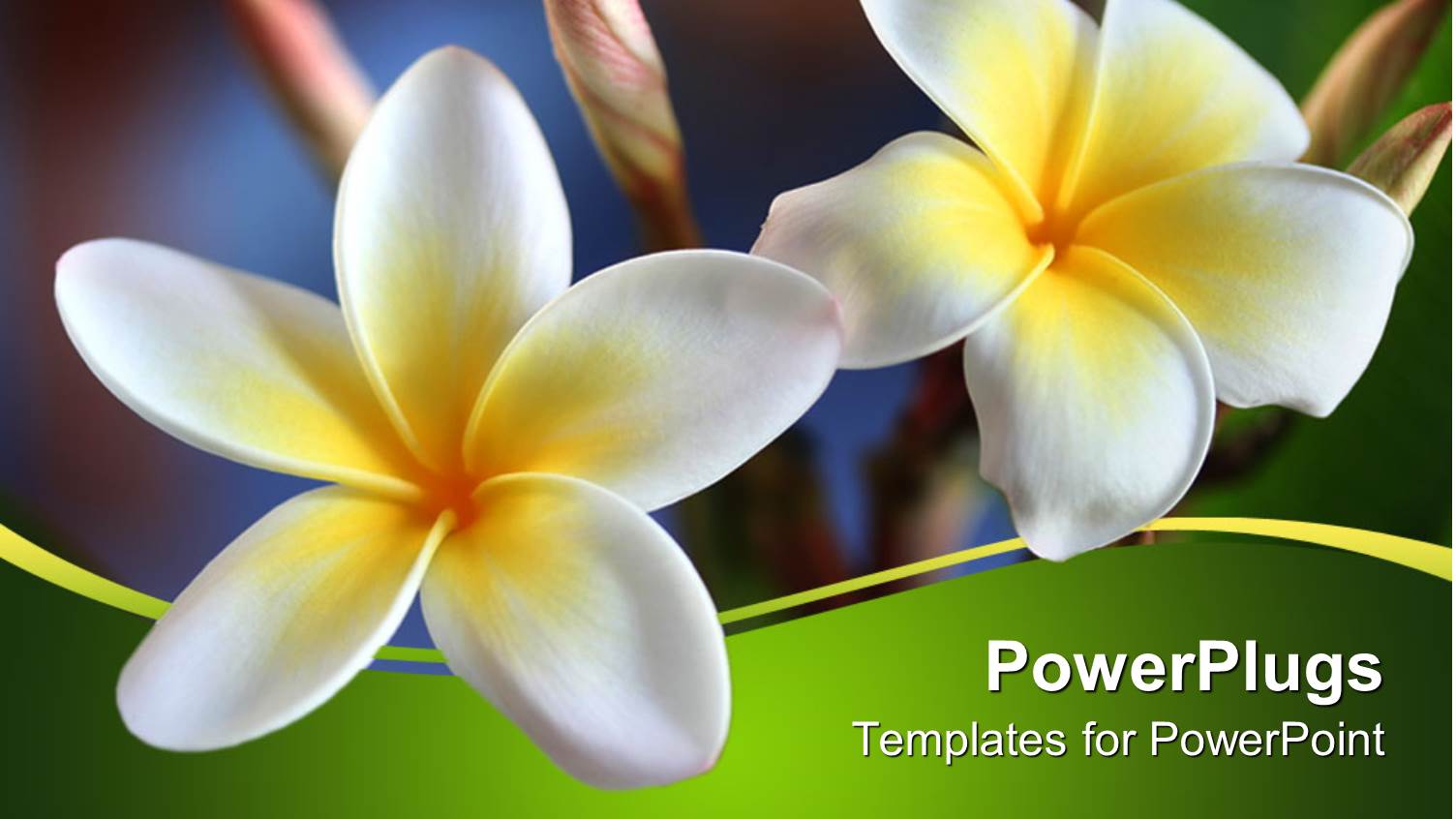 Two White Flowers Close Ups in Bright Green Background