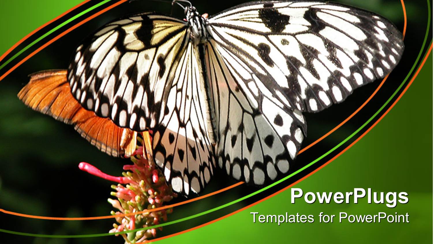 Two White and Orange Colored Butterfly in a Natural Habitat