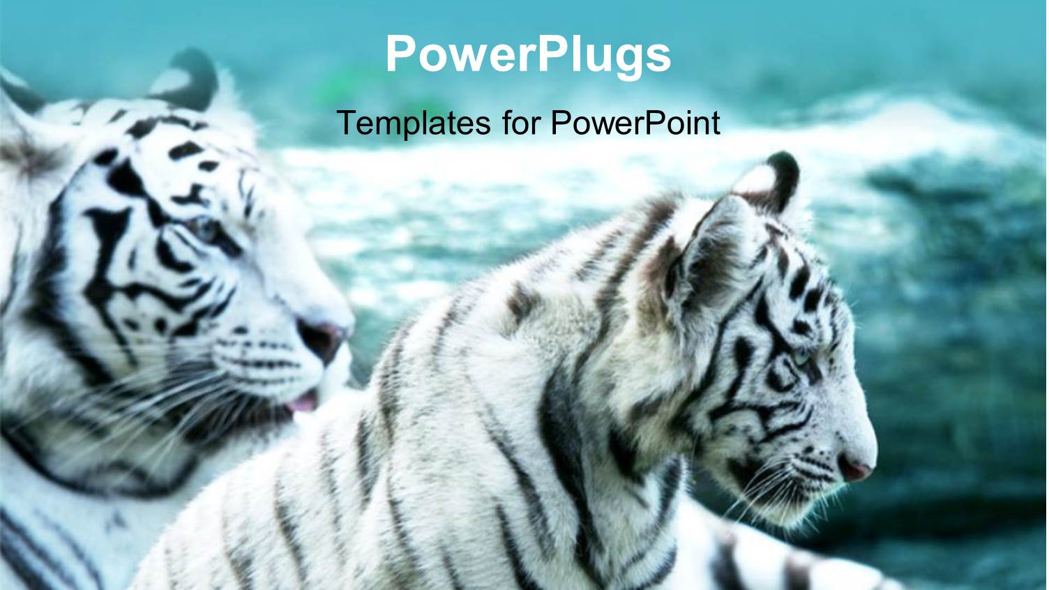 Two White Tigers Lying Down Together on an Open Grass