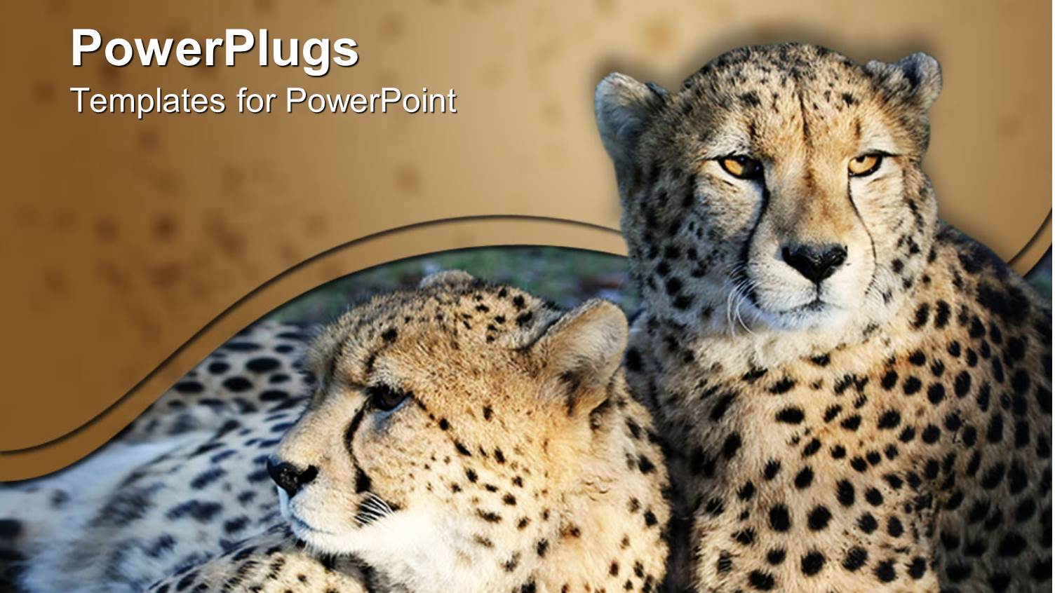 Two Wild Cats Cheetah Cats Resting Together on the Ground