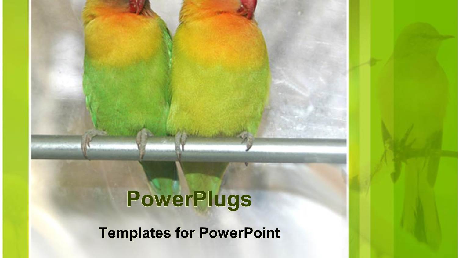 Two Yellow and Green Parrots Standing on a Silver Colored Pole