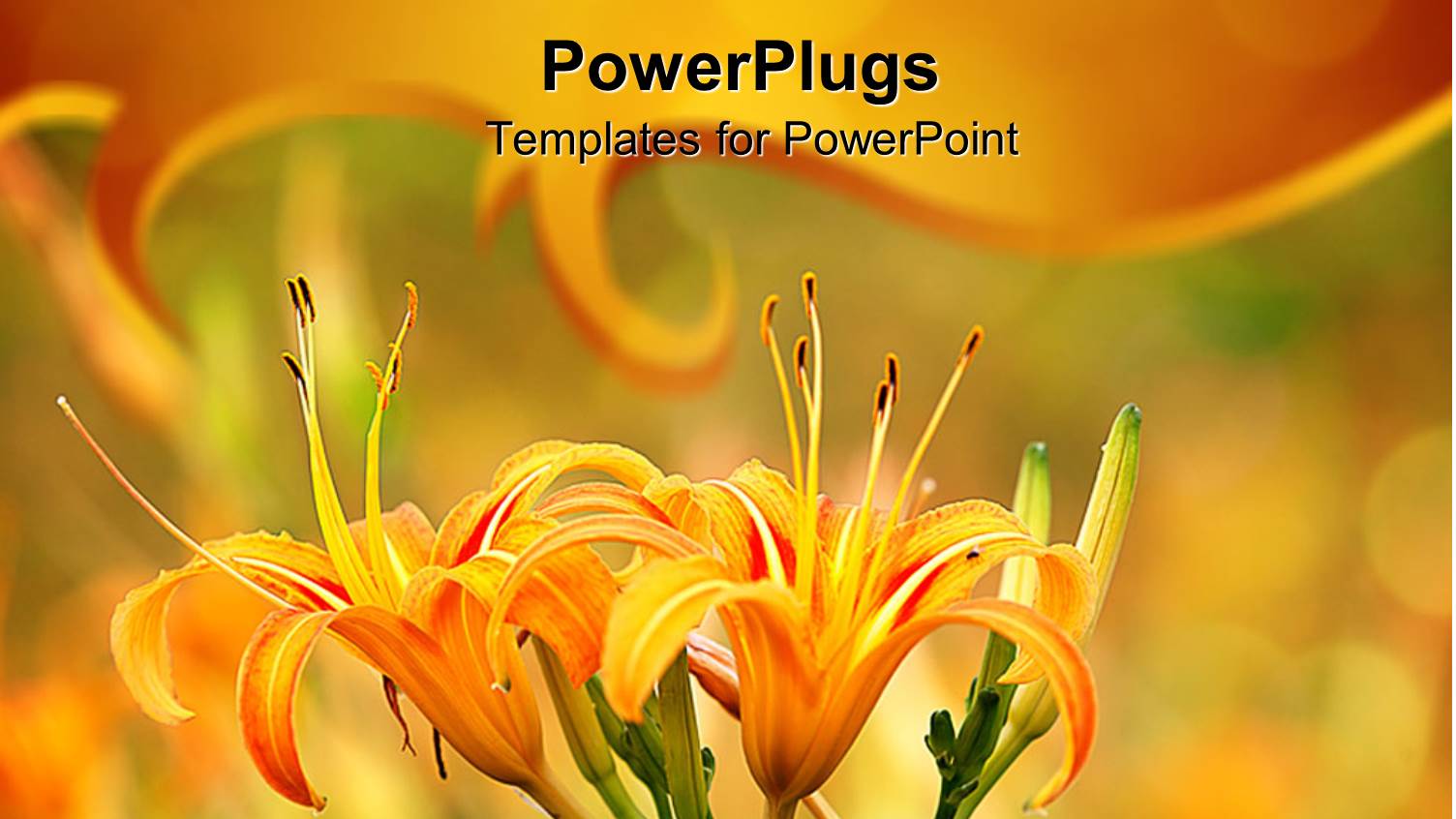 Two Yellow Lily Flowers on a Natural Blurry  Background