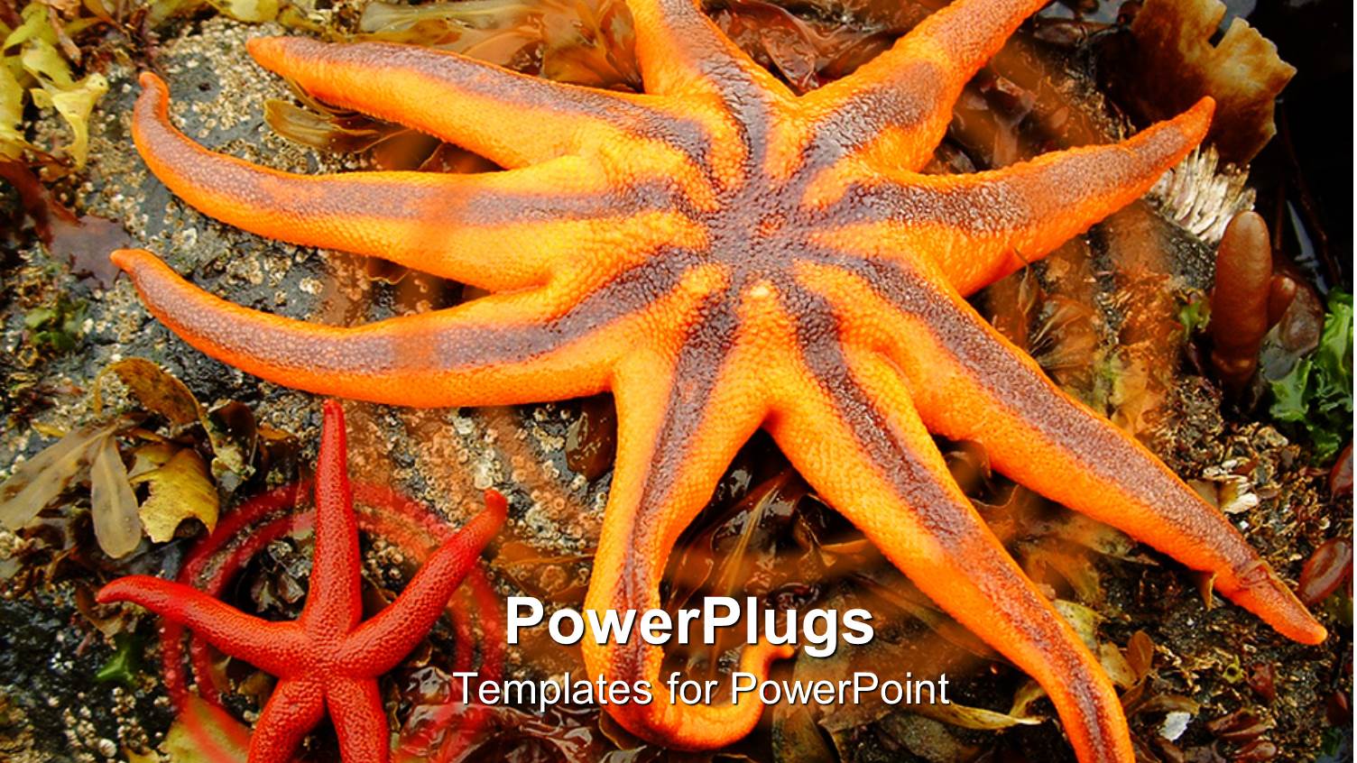 Two Yellow and Red Colored Starfishes on an Ocean Ground