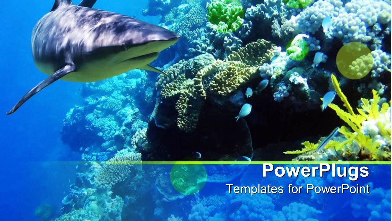 Underwater Coral Reef Ocean with Shark and small Fish