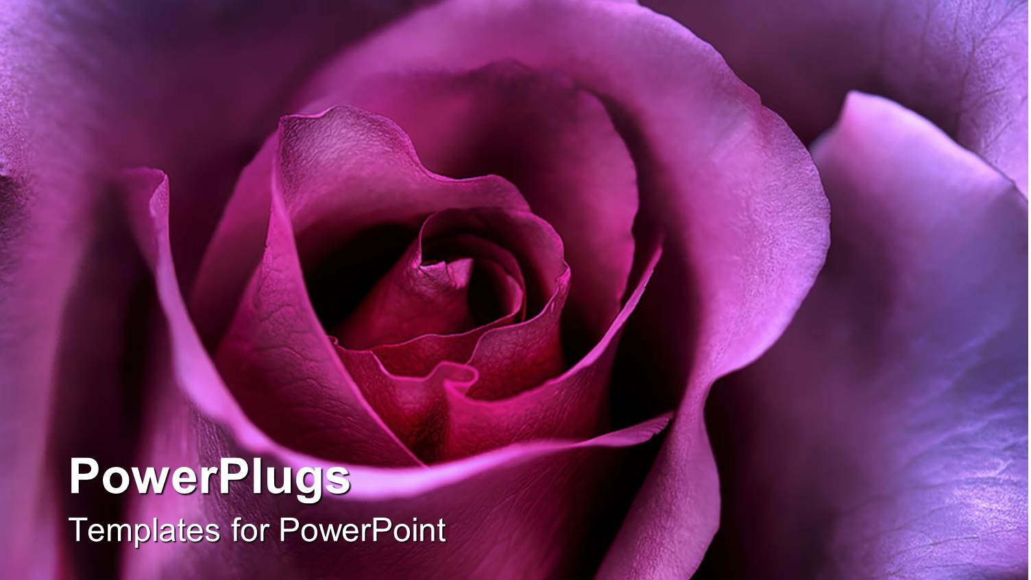 Valentine's Day Rose Symbolizing Love and Affection