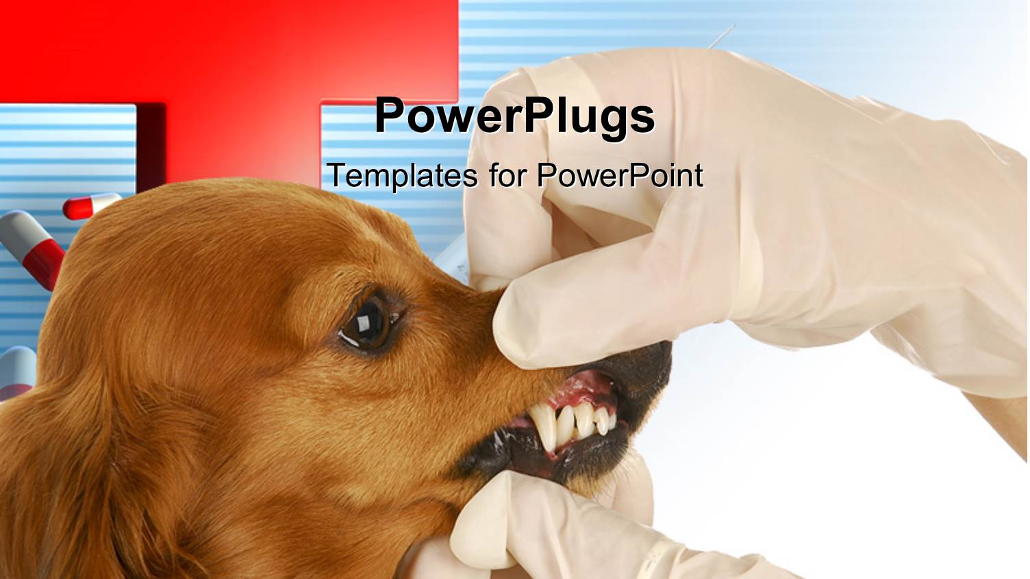 Veterinary Doctor Examining Teeth of Dachsund with Capsules and Red Cross