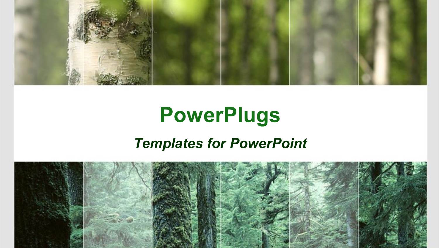 a View of the Forest Showing Trees and a River