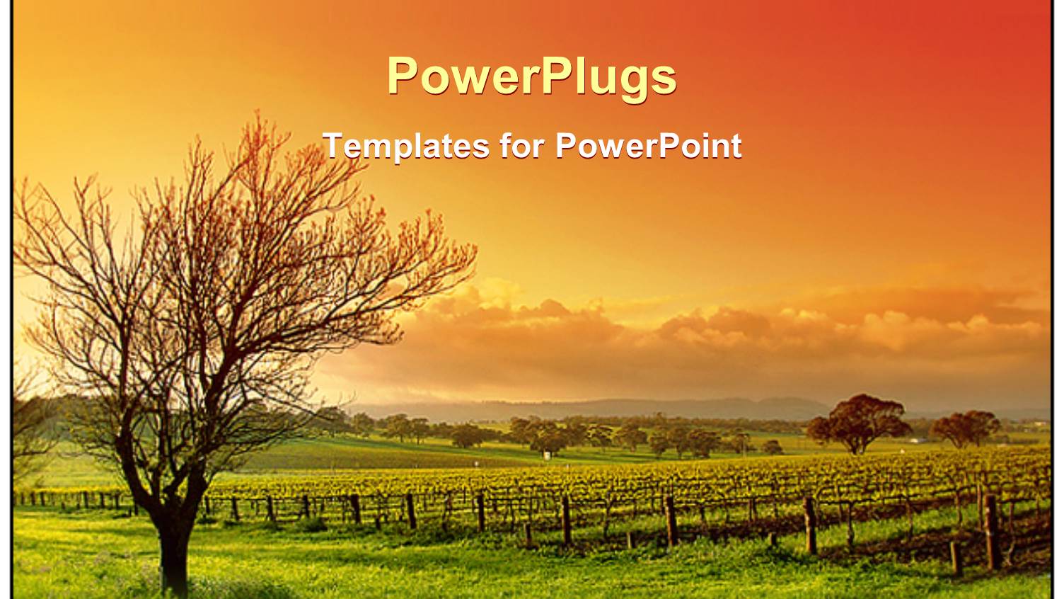 Vineyard Landscape Showing Sunset and Clody Sky