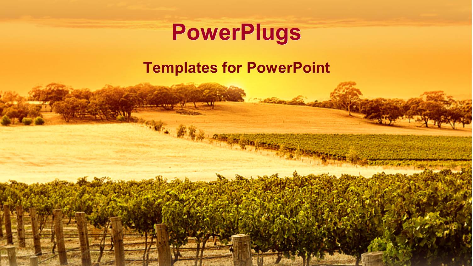 Vineyard at Sunset with Vines, Fence