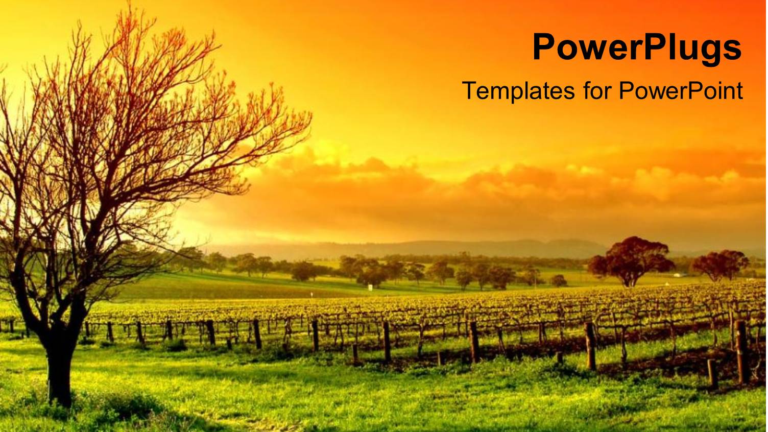 Vineyard at Sunset with Vines, Trees and Clouds, Green, Yellow and Orange Colors