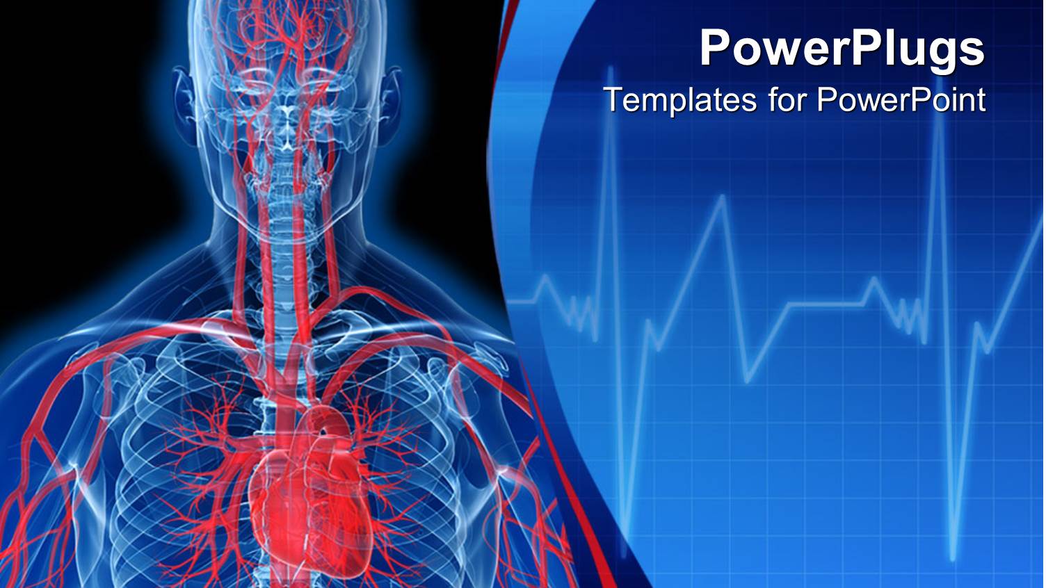 Visualization of Human Anatomy in Blue with Heart and Veins in Red